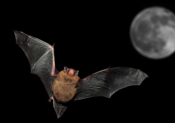 Pipistrelle en vol © RSPB